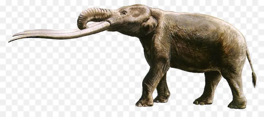 L éléphant D Afrique，Gomphotherium PNG