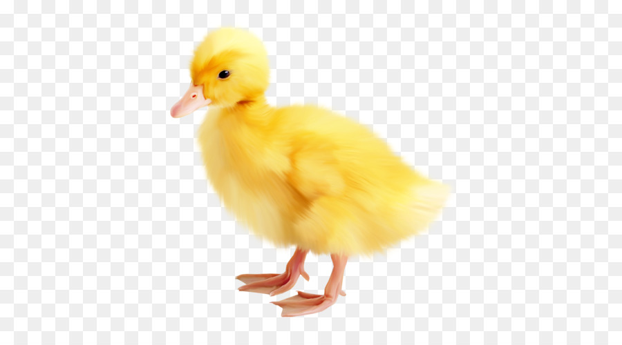 Pâques，Canard PNG