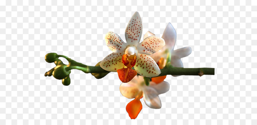 Orchidées Blanches，Pétales PNG