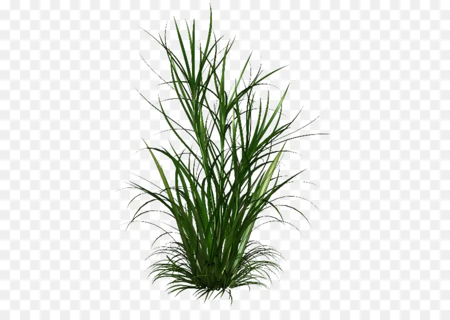 Herbe，Vert PNG