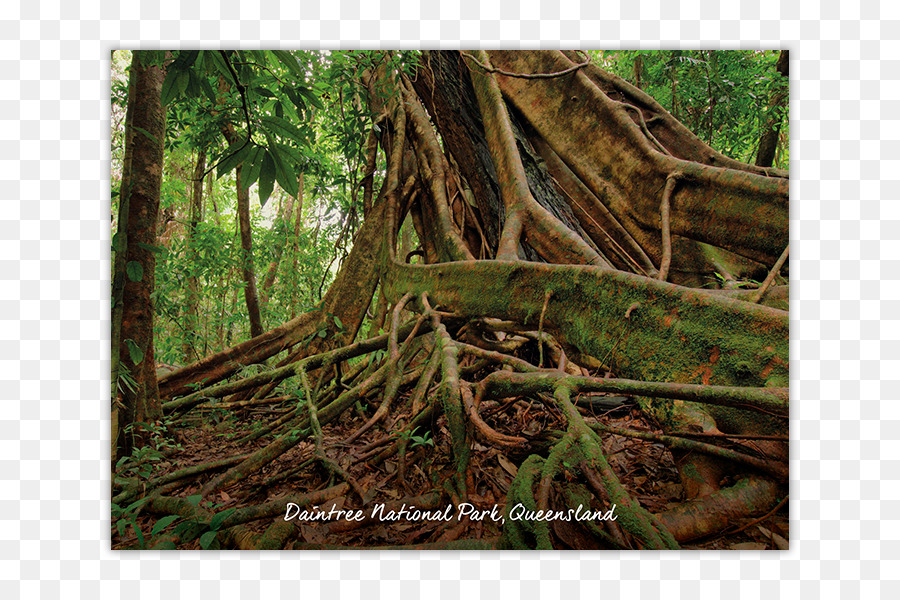 Le Parc National De Daintree，Daintree PNG