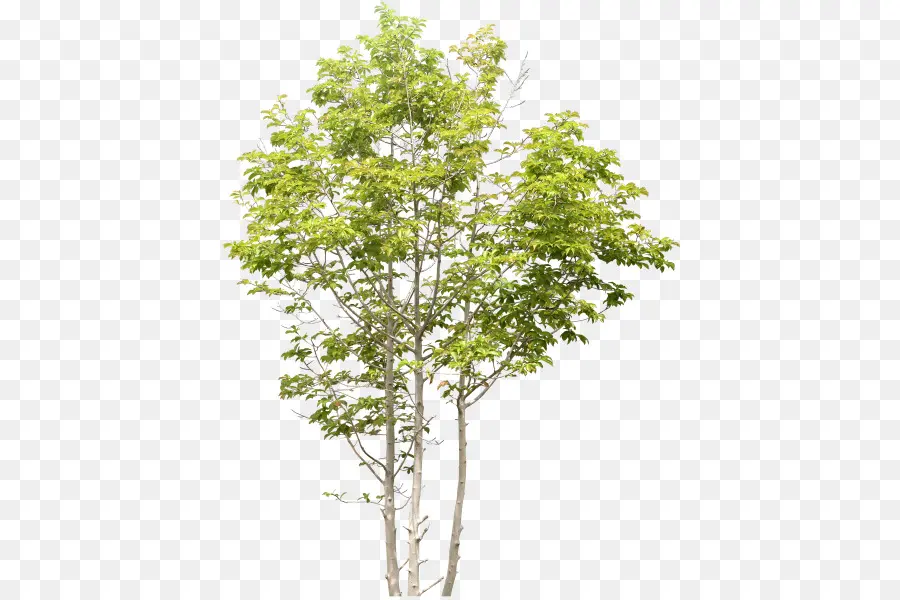 Arbre，Usine PNG