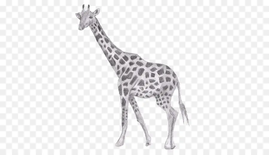 Girafe，Dessin PNG