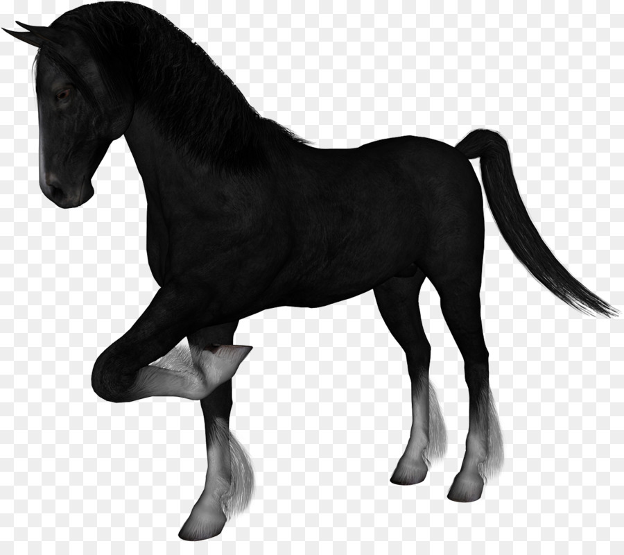 Cheval Noir，Équin PNG