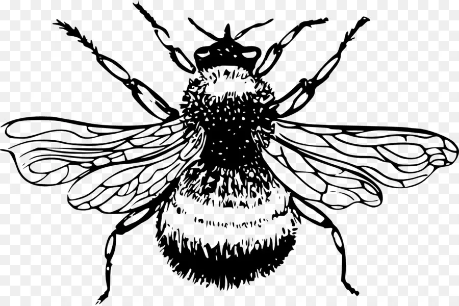 Abeille，Ailes PNG