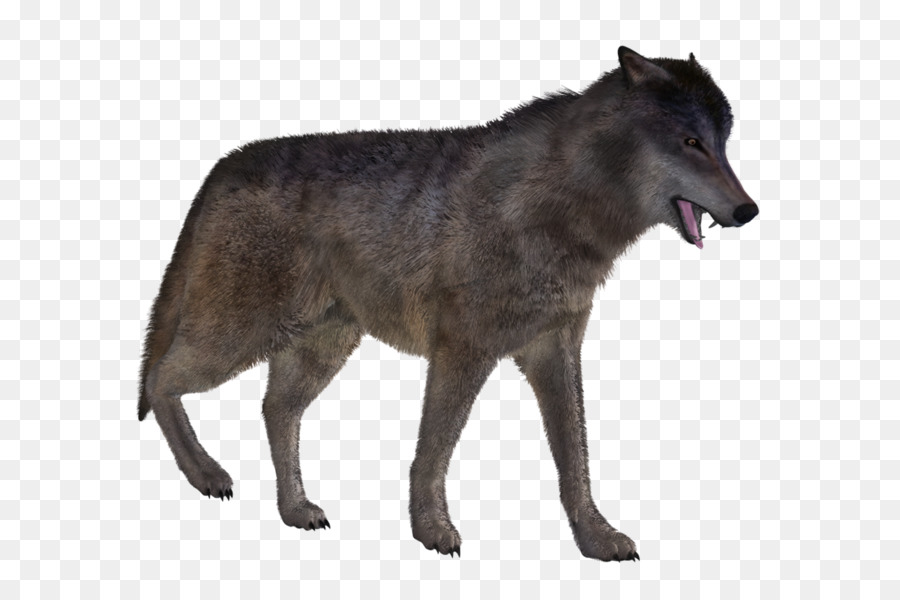 Loup，Canin PNG