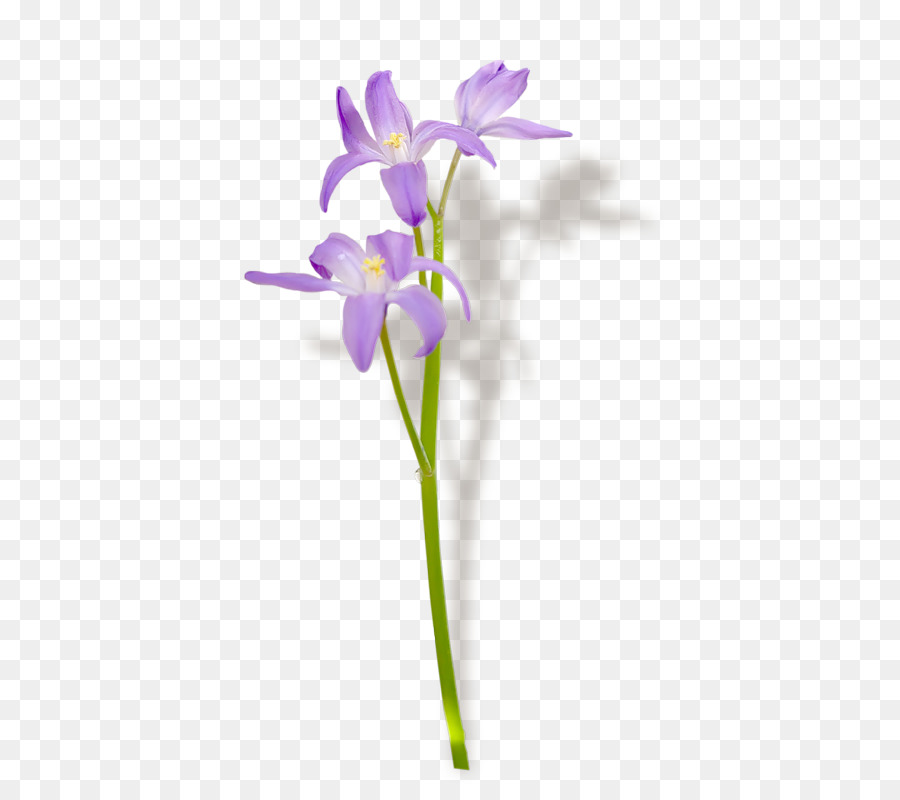 Fleurs Violettes，Feuilles Vertes PNG