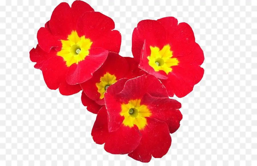 Fleur Rouge，Fleurir PNG