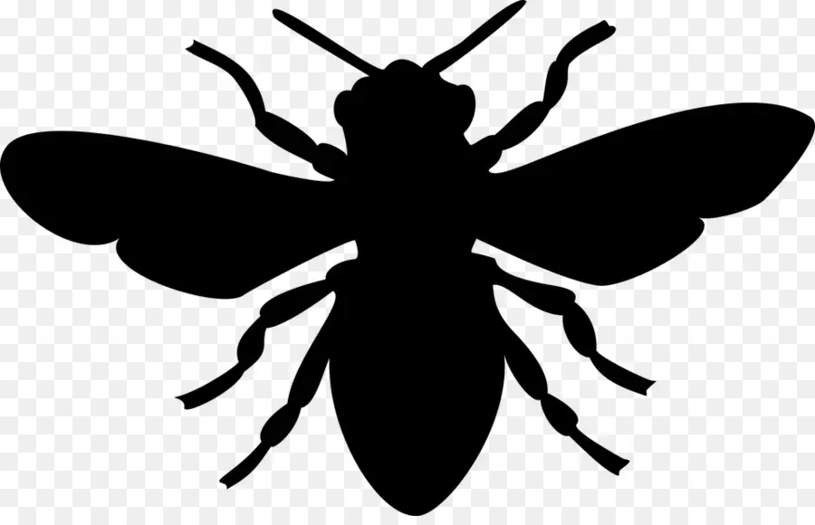 Silhouette D'abeille，Miel PNG