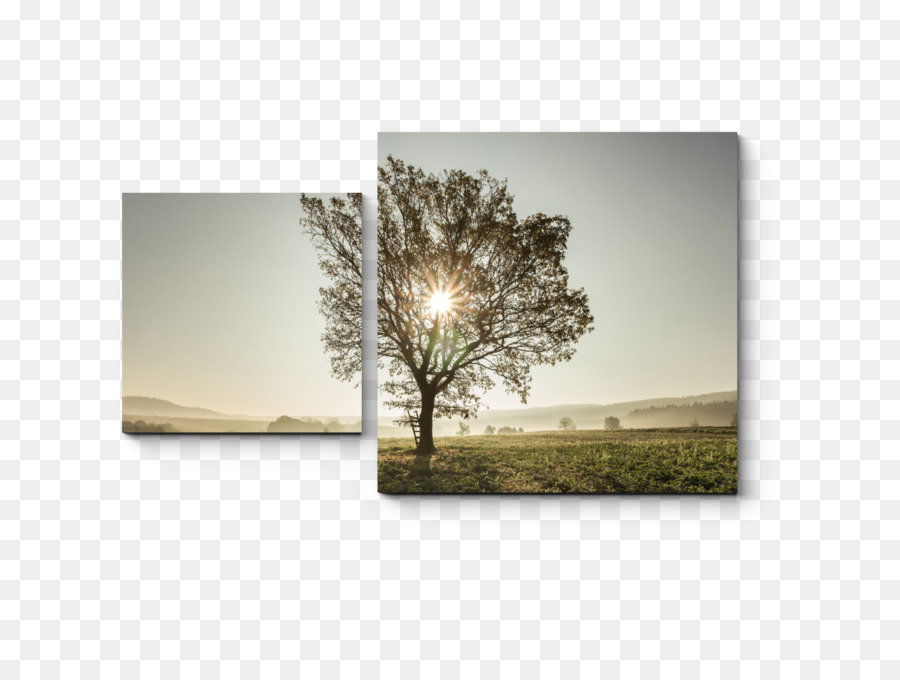 Cadres Photo，Arbre PNG