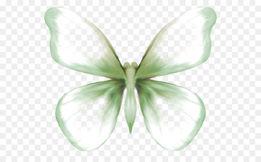 Papillon，La Symétrie PNG