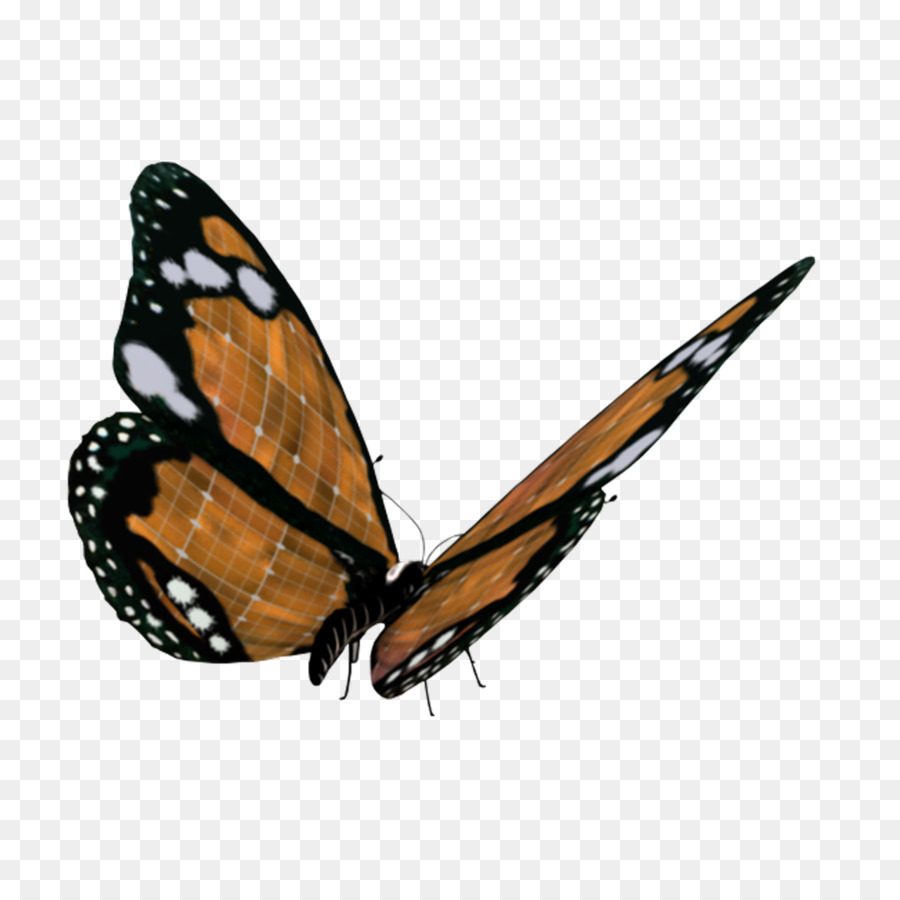 Papillon Monarque，Les Papillons Et Les Papillons De Nuit PNG
