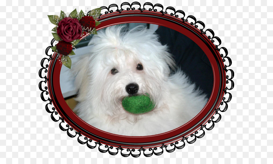 Maltais Chien，Chien Bichon Havanais PNG