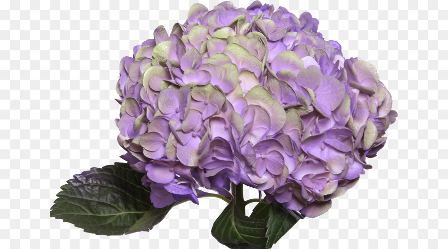 Fleur Violette，Hortensia PNG