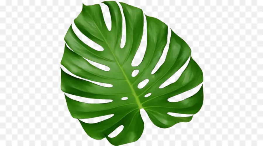 Feuille，Monstera PNG