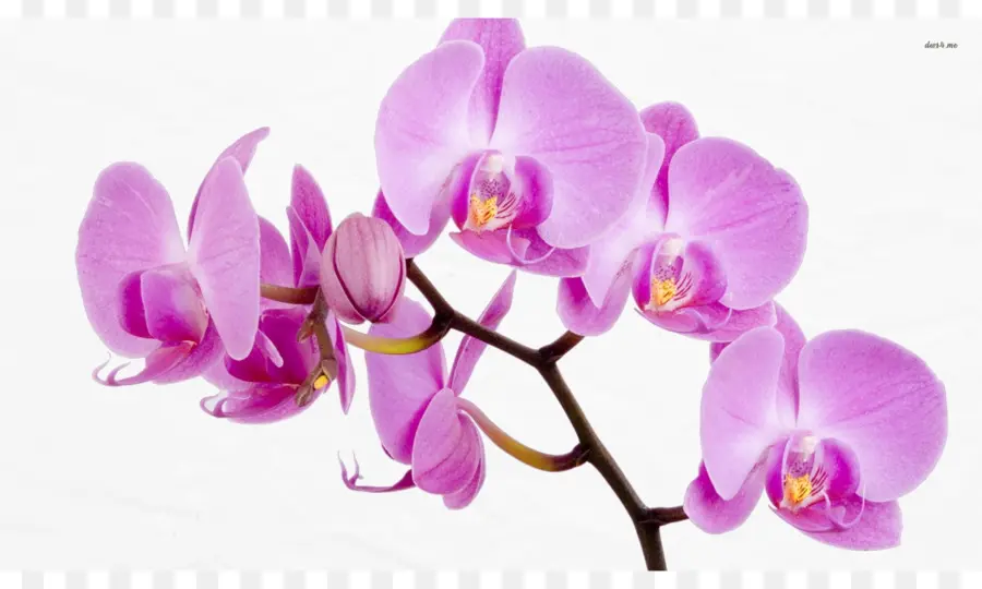 Orchidée Rose，Usine PNG