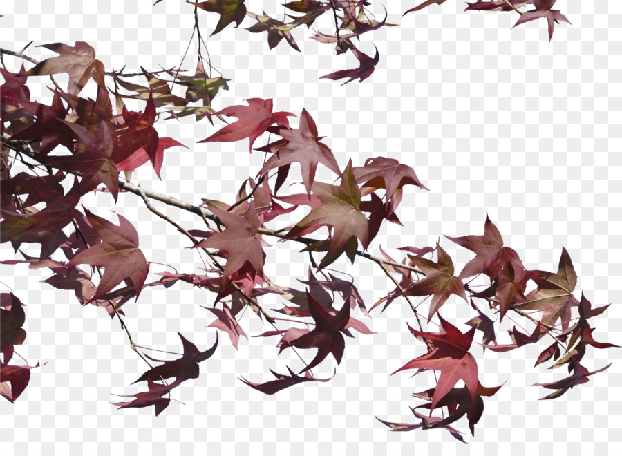 Feuilles，Bifurquer PNG