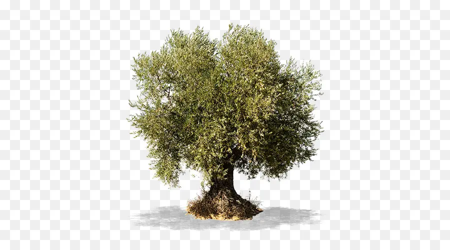 Arbre，Olive PNG