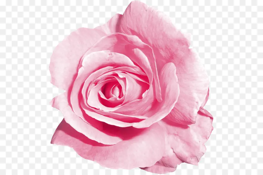 Rose Rose，Floraison PNG