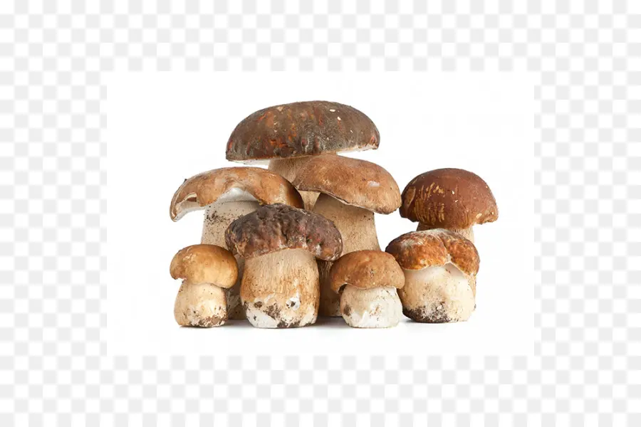 Boletus Edulis，Champignons PNG