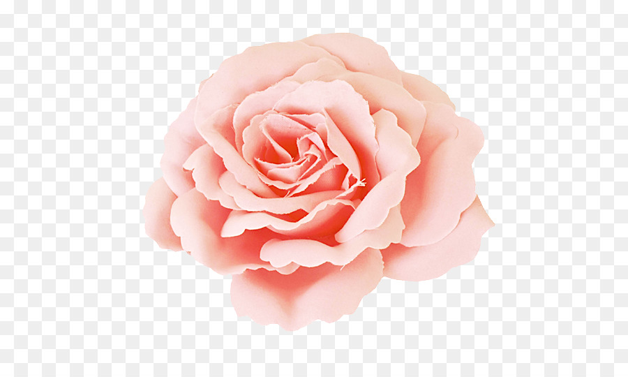 Rose，Floraison PNG