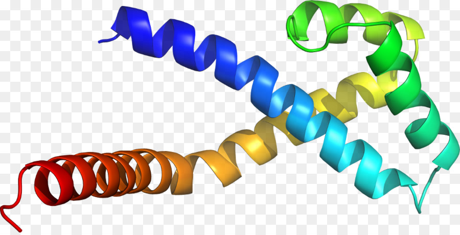 Hélice Protéique，Molécule PNG