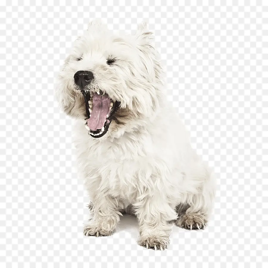 West Highland White Terrier，Glen Of Imaal PNG