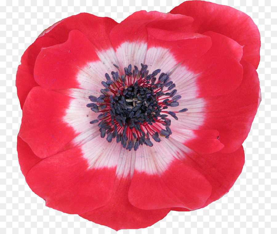 Fleur，Rouge PNG