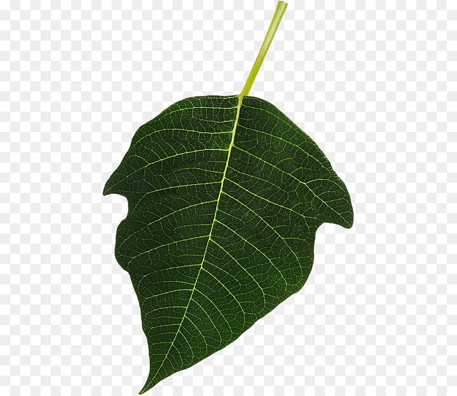 Feuille，Vert PNG