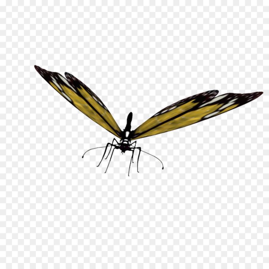 Papillon，Les Insectes PNG