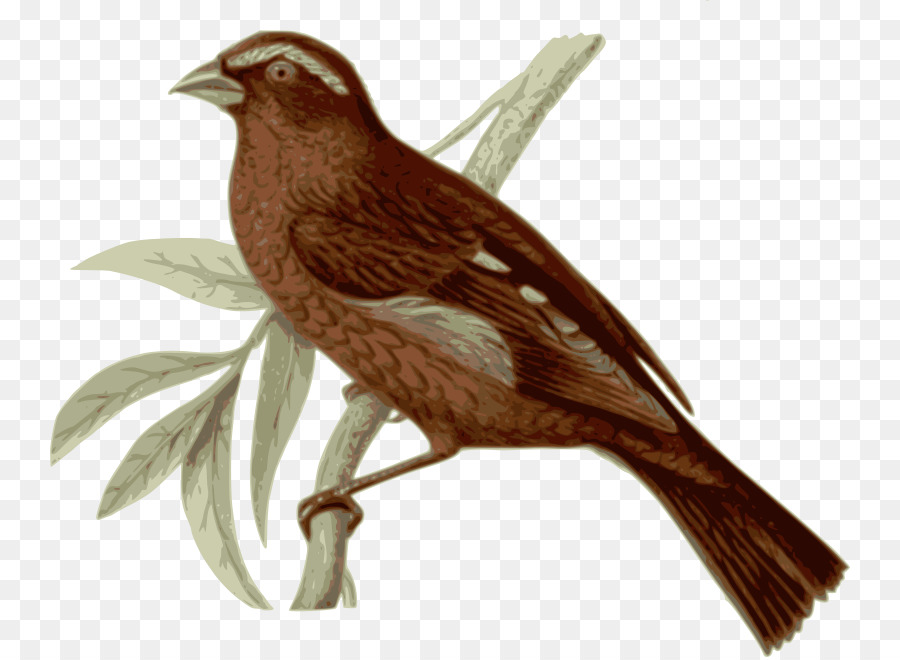 Oiseau，Finch PNG