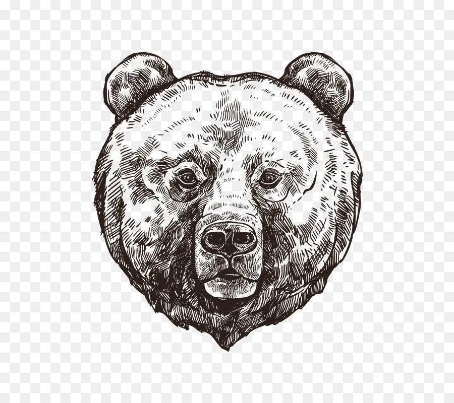 Dessin De Tête D'ours，Ours PNG