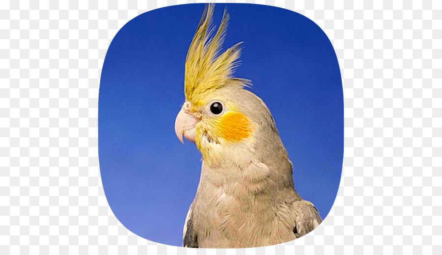 Cockatiel，Oiseau PNG