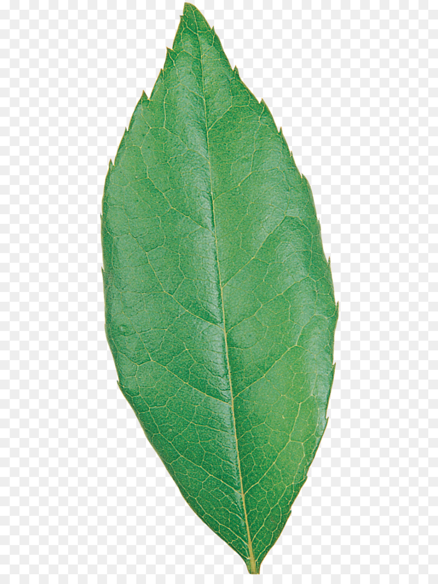 Feuille Bleue，Feuille PNG