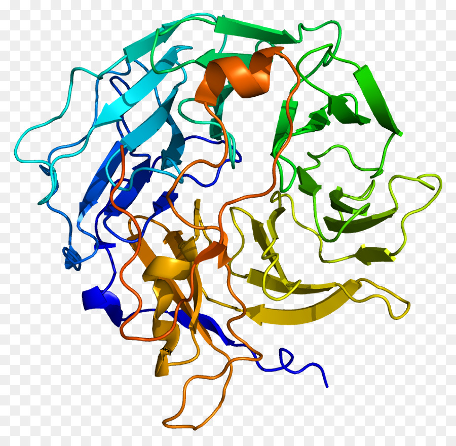 Chitinase，Enzyme PNG