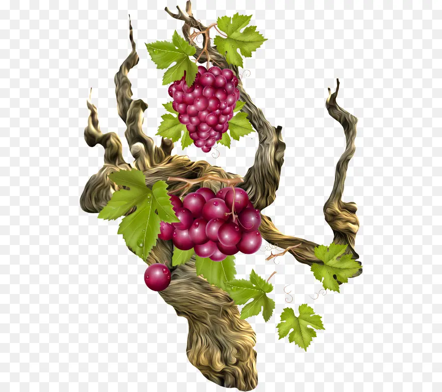 Raisins，Vigne PNG