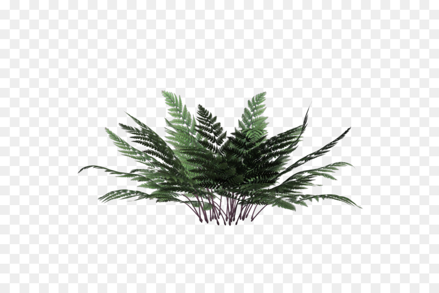 Plante Verte，Feuilles PNG