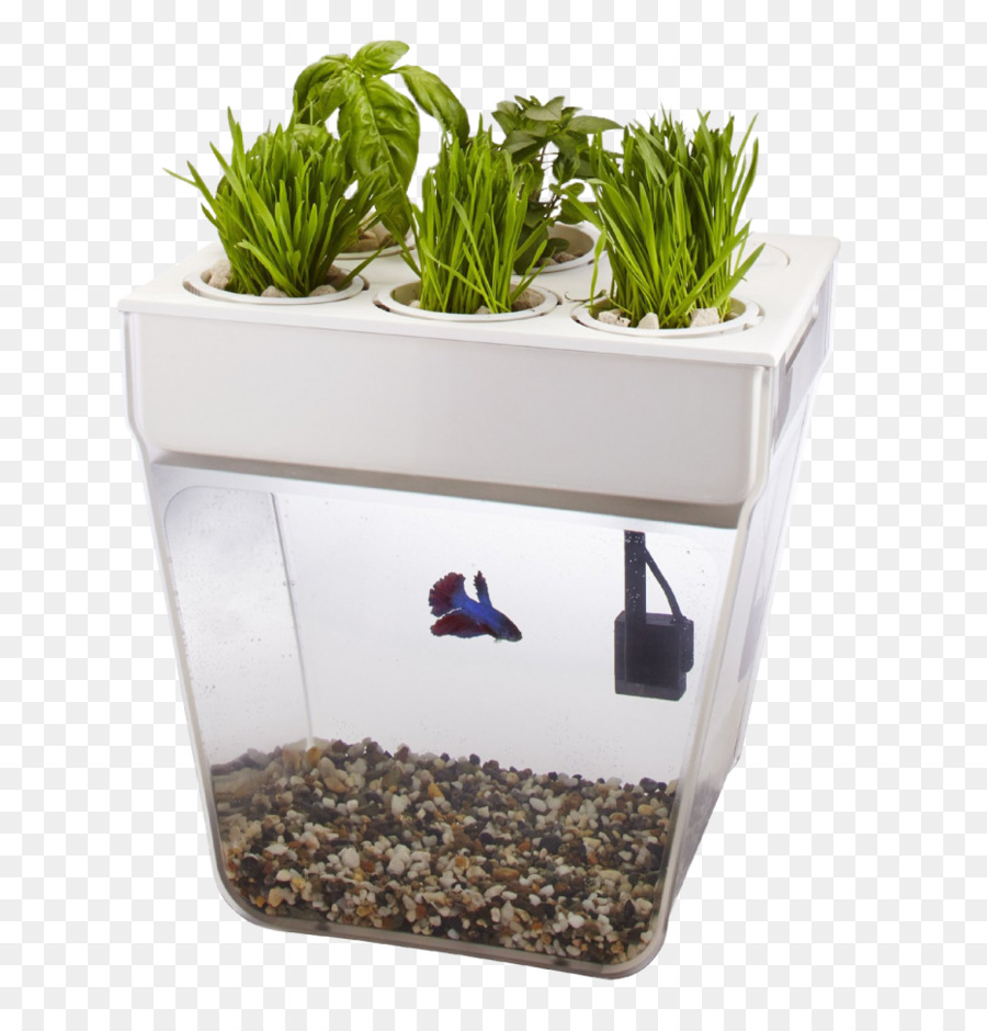 Système Aquaponique，Aquarium PNG