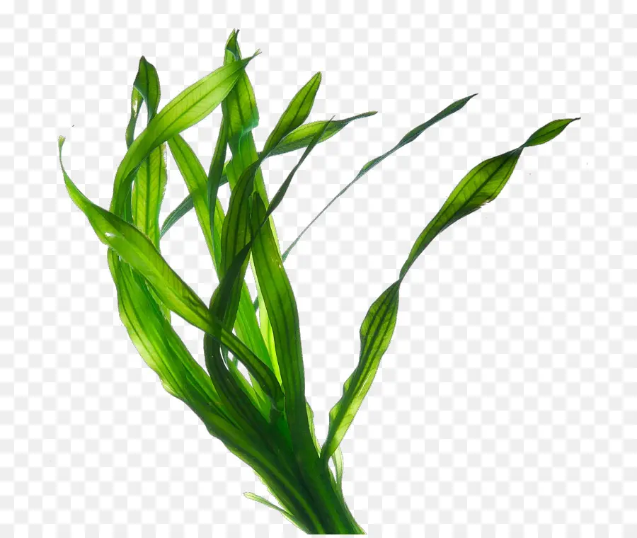 Herbe Verte，Lames PNG