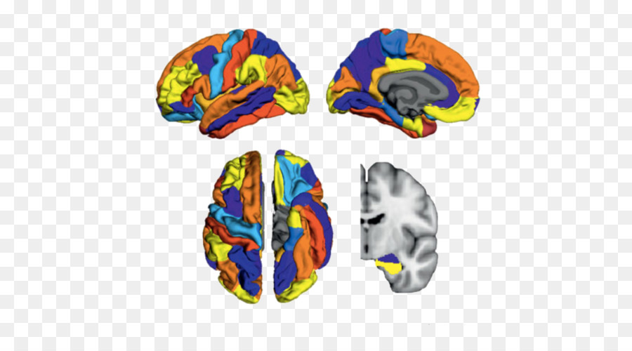 Illustration Du Cerveau，Neurosciences PNG