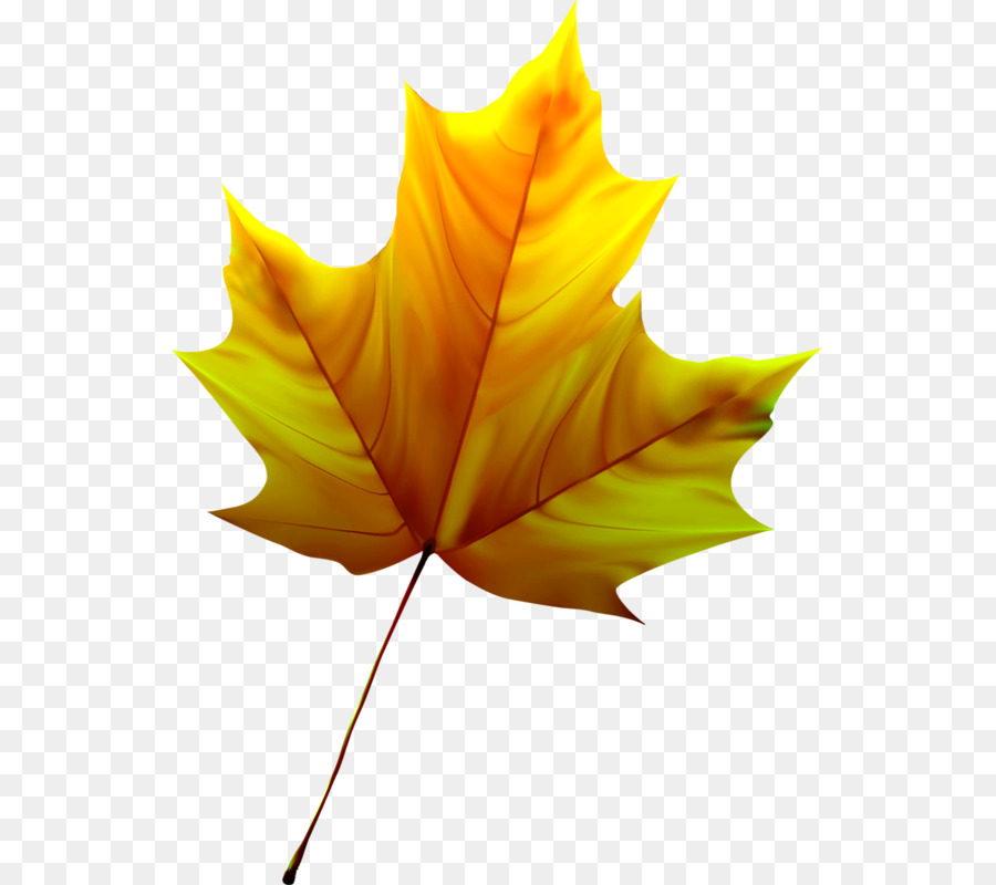 Feuille Jaune，Automne PNG