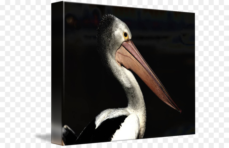 Pelican，Bec PNG