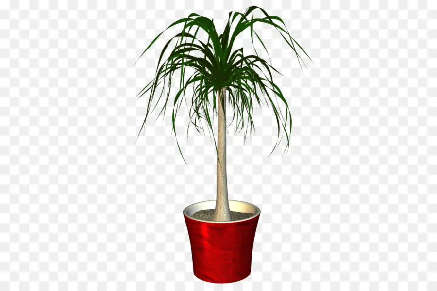 Plante En Pot，Pot PNG