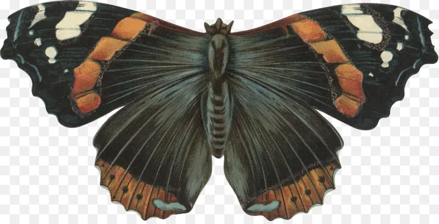 Papillon De L'atlas，Ailes PNG