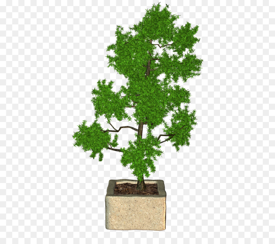 Sageretia Theezans，Flowerpot PNG