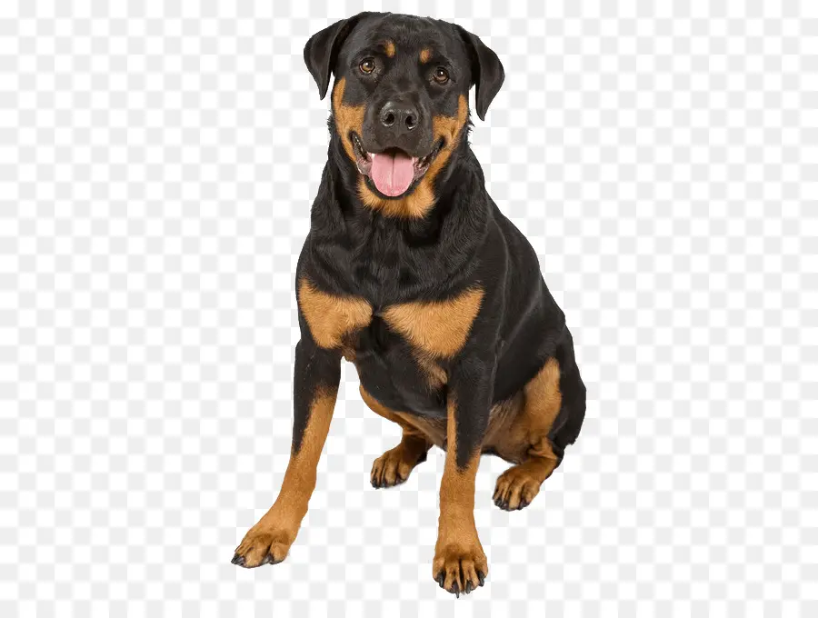 Rottweiler，Chiot PNG