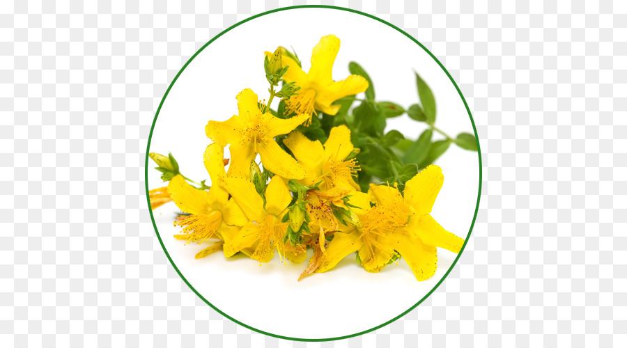 Fleurs Jaunes，Botanique PNG