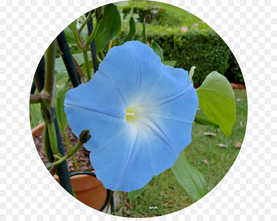 Ipomoea Violacea，Bleu De Cobalt PNG