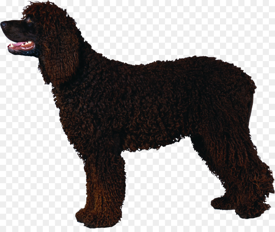 Chien Marron，Animal De Compagnie PNG