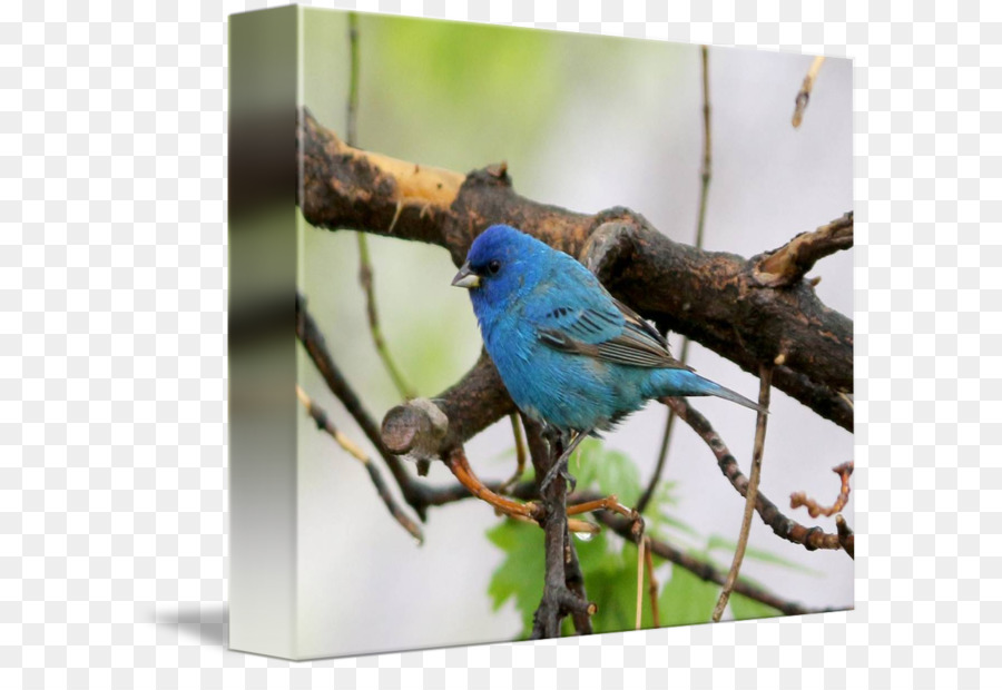 Bluebird，Wren PNG